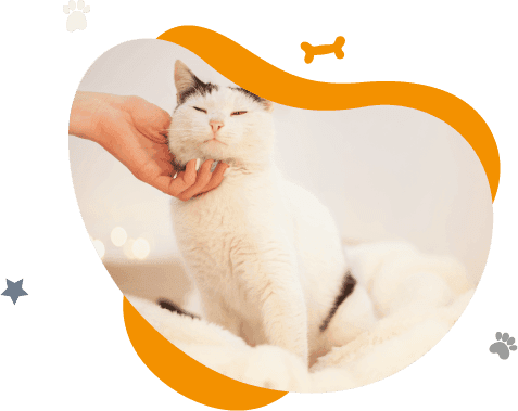 Gato blanco